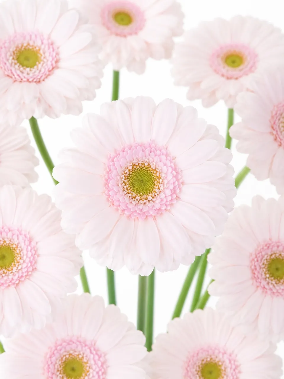 blumigo-gerbera-mini-bridal-kimsey-schnittblume-hell-rosa image 1