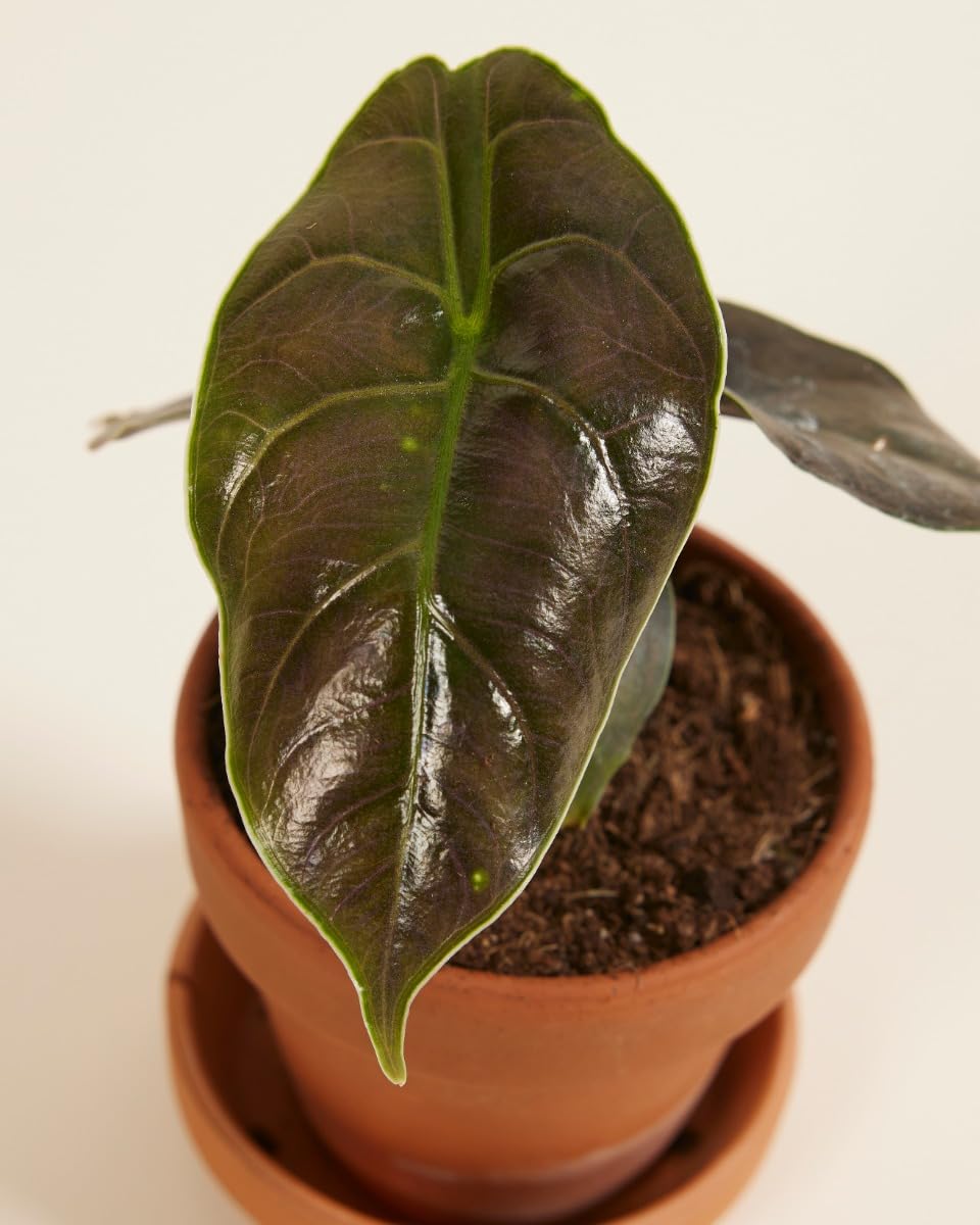 plnts-babyplnts-alocasia-azlanii-zimmerpflanze-10-cm-babypflanze image 3