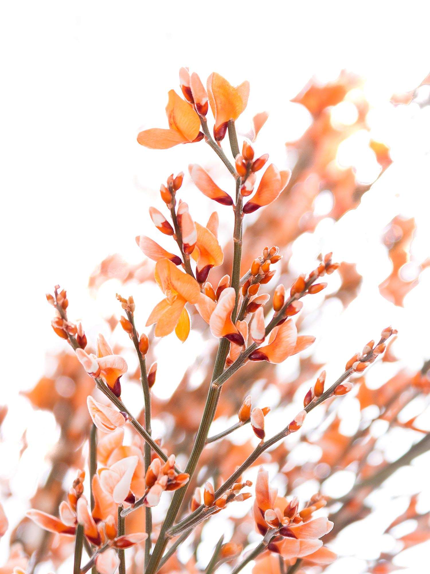 blumigo-zweige-ginster-orange-schnittblume-stiel image 1