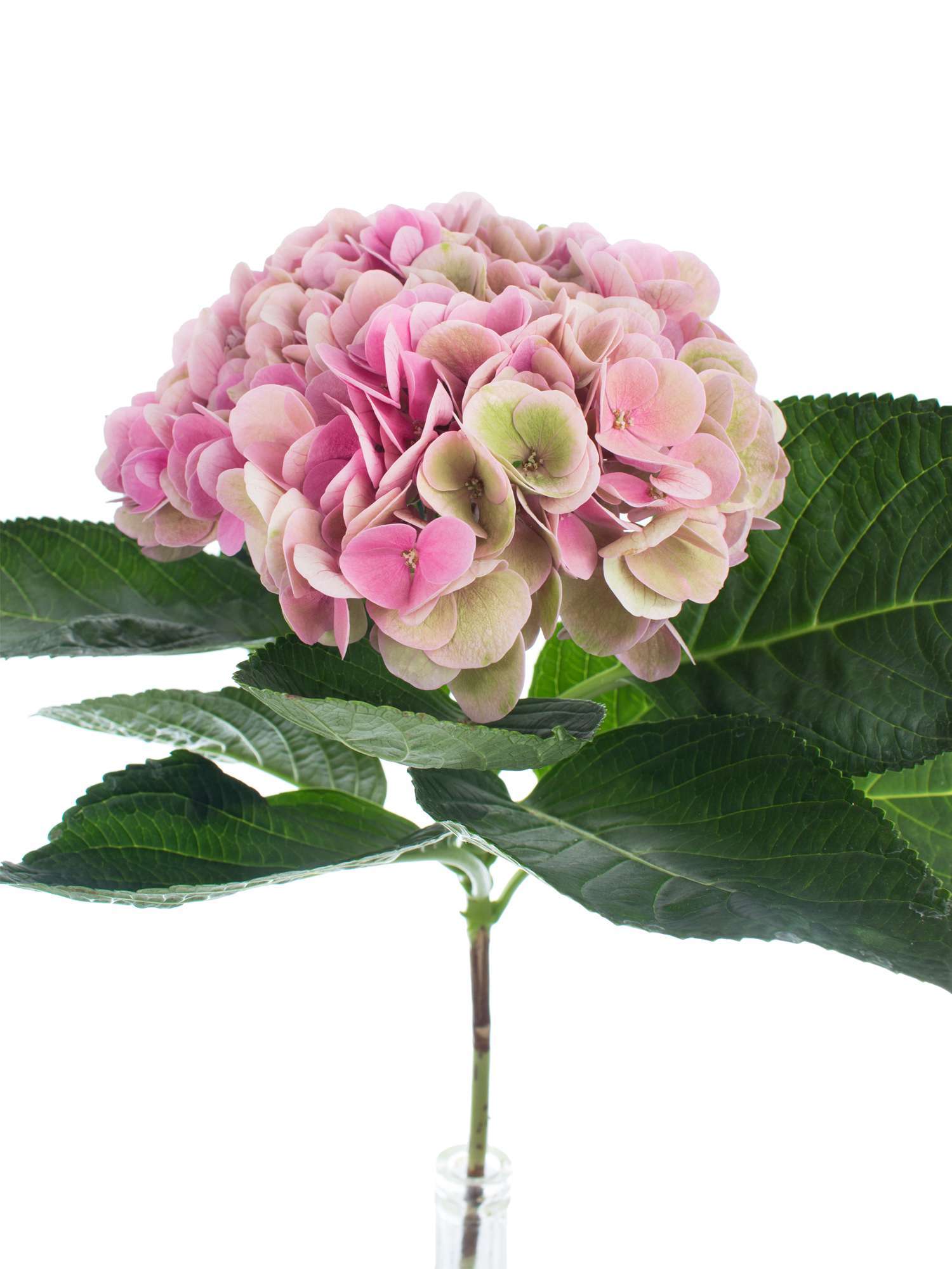blumigo-hortensien-opal-classic-pink-gr-n-stiel image 1