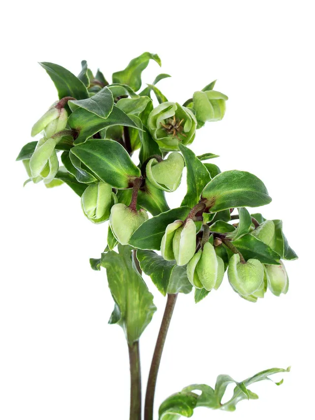 blumigo-christrosen-magnificent-bells-gr-n-wintergr-n image 1