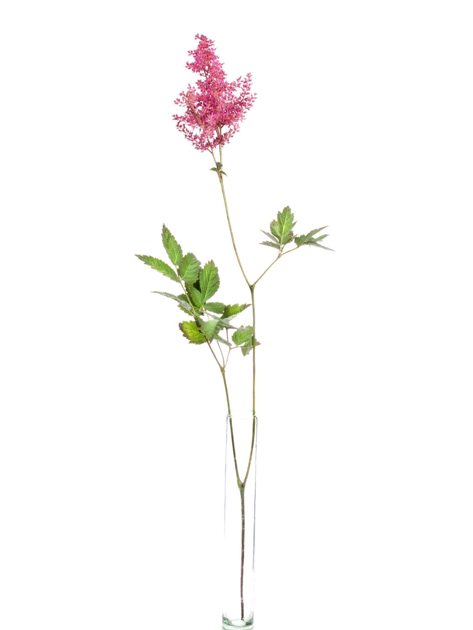 blumigo-blattwerk-astilben-else-schluck-schnittblume-beere image 3