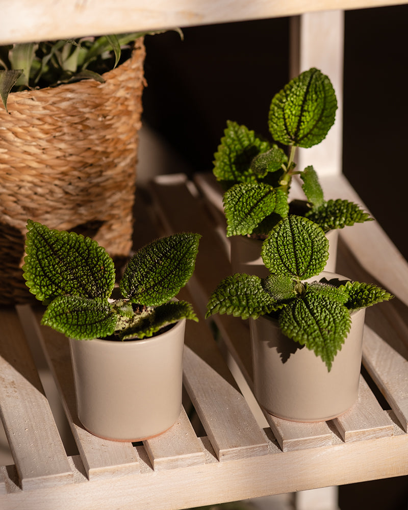 feey-variado-pilea-moon-valley-trio-babypflanze-ohne-bertopf image 2