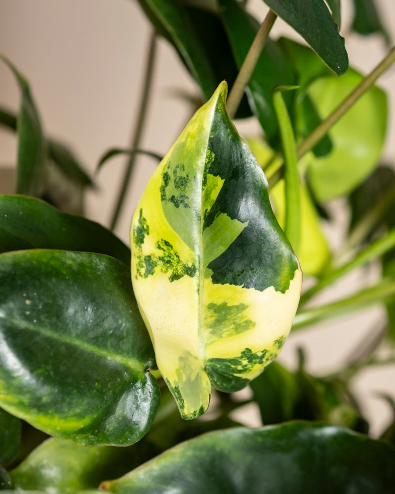 feey-variado-philodendron-burle-marx-zimmerpflanze-rarit-t image 2