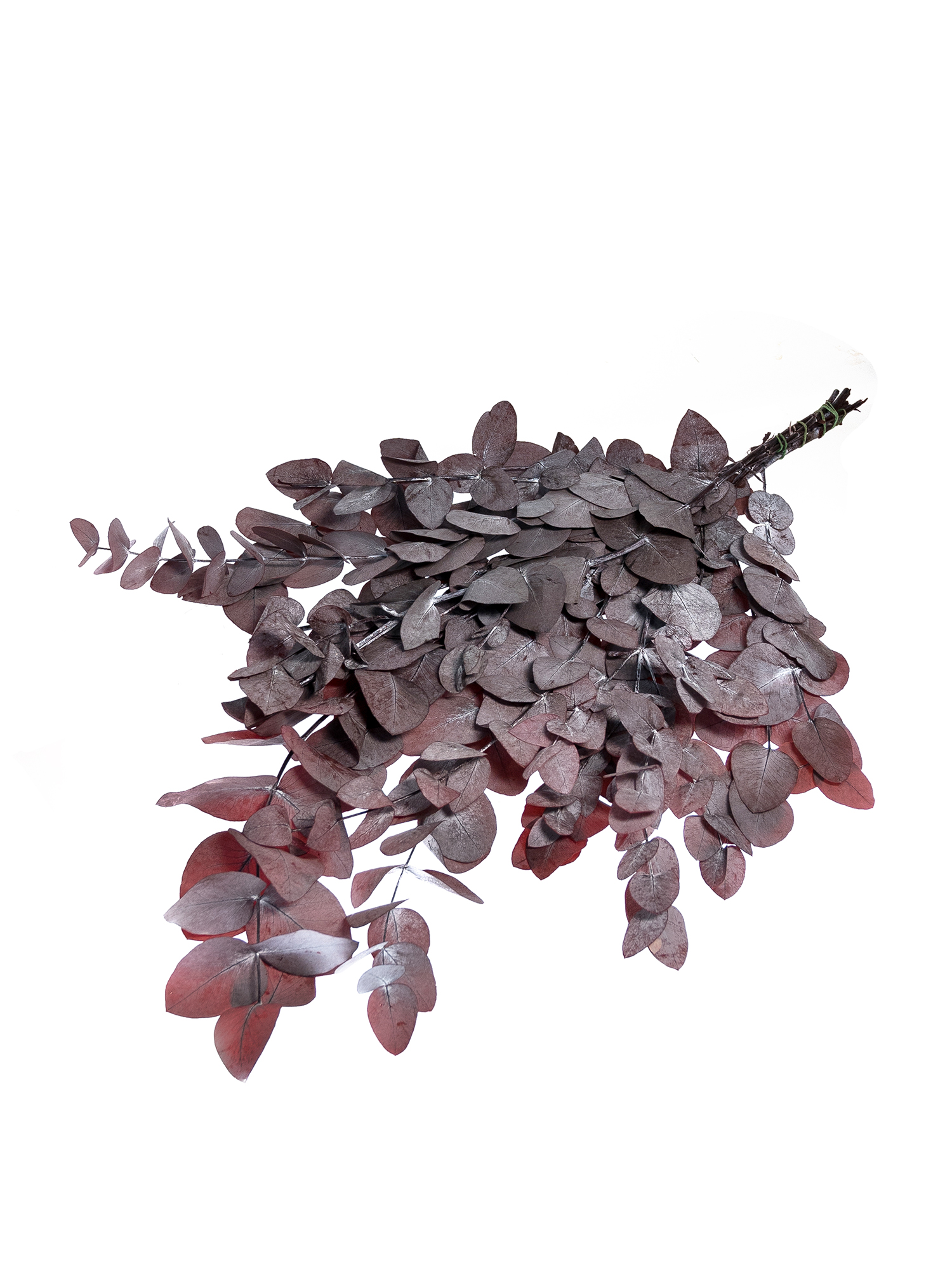blumigo-eukalyptus-cinerea-trockenblumen-rot-konserviert image 3