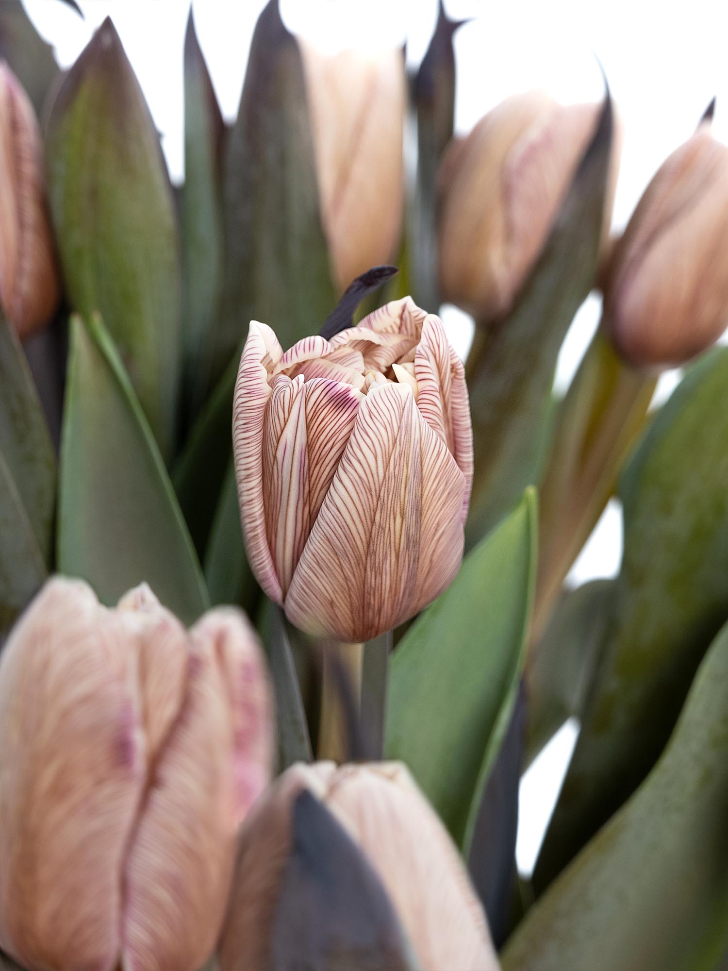 blumigo-tulpen-brownies-tulpen-creme-braun-gef-llt image 3