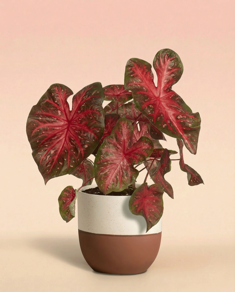feey-variado-caladium-red-flash-zimmerpflanze-ohne-topf image 6