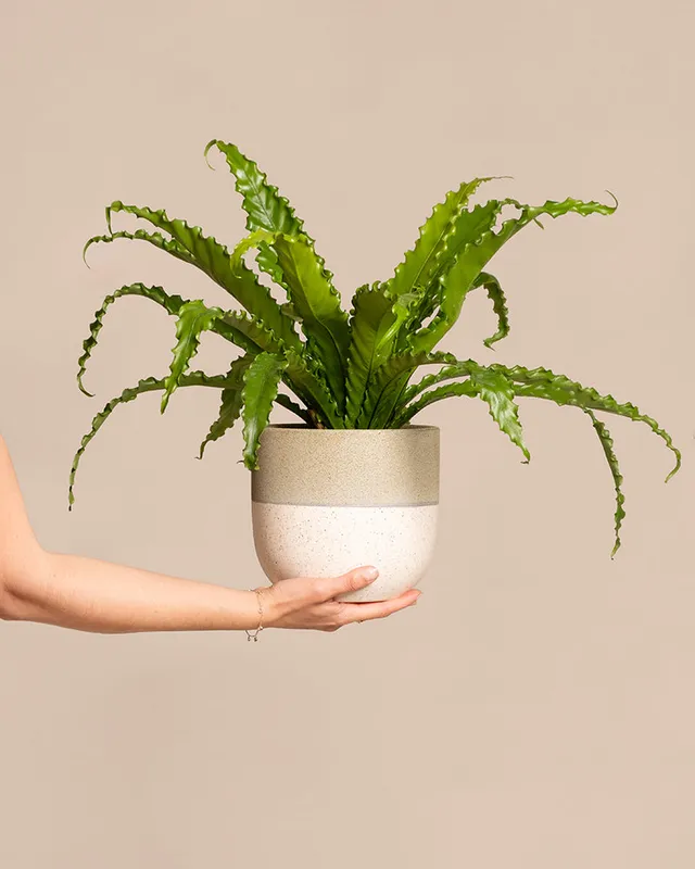 feey-gewellter-nestfarn-asplenium-zimmerpflanze-mittel-ohne-topf image 1