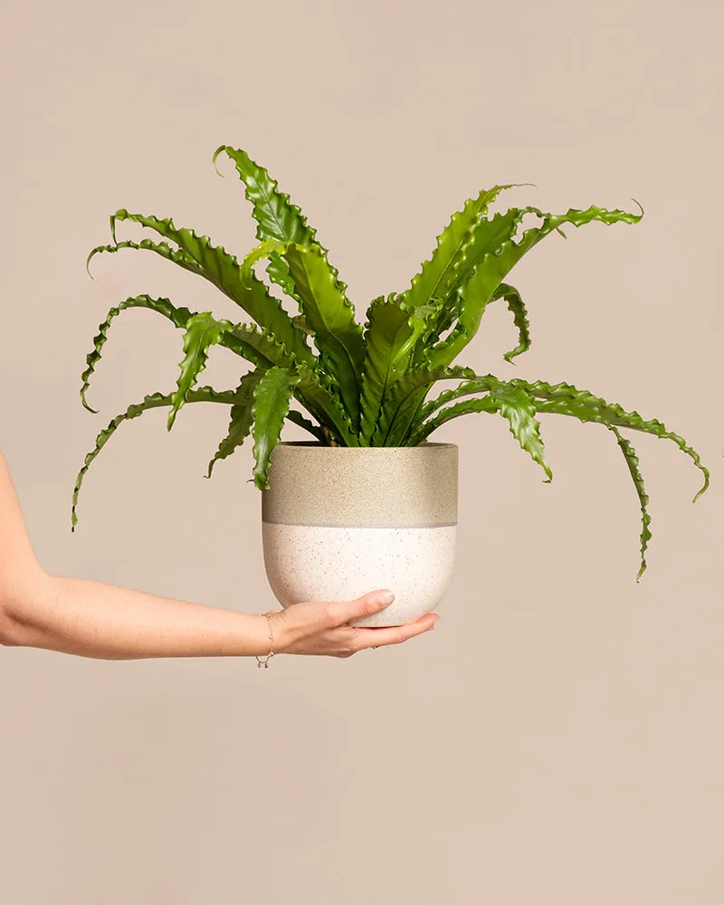 feey-gewellter-nestfarn-asplenium-zimmerpflanze-mittel-ohne-topf image 1