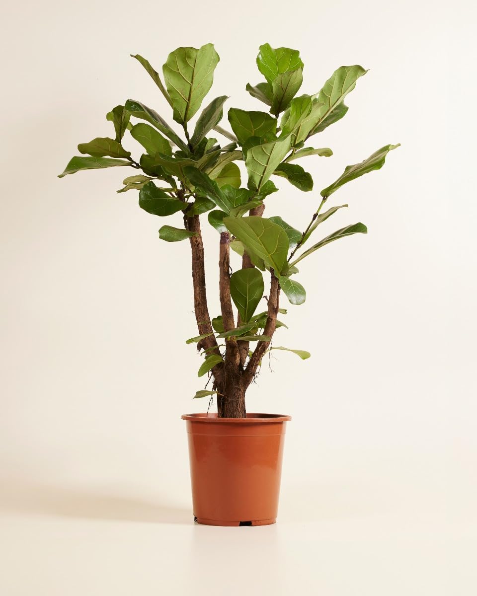 plnts-rareplnts-ficus-lyrata-branched-zimmerbaum-100-cm image 2