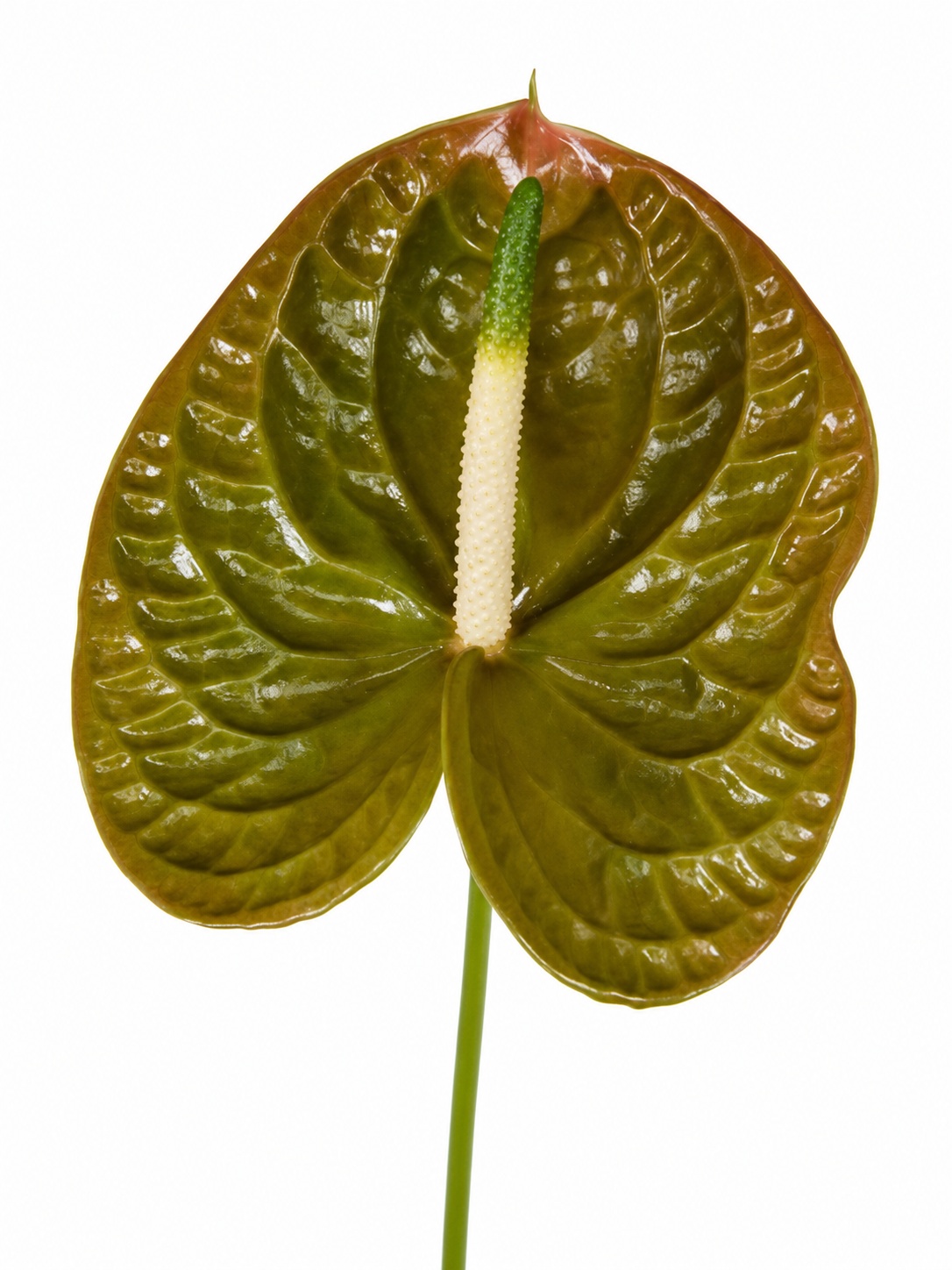 blumigo-blattwerk-olivius-anthurie-olive-gr-n image 2