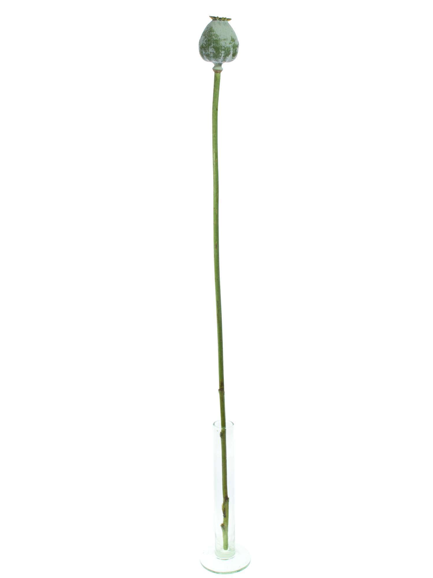 blumigo-trockenblumen-mohnkapseln-natur-getrocknet-deko image 3