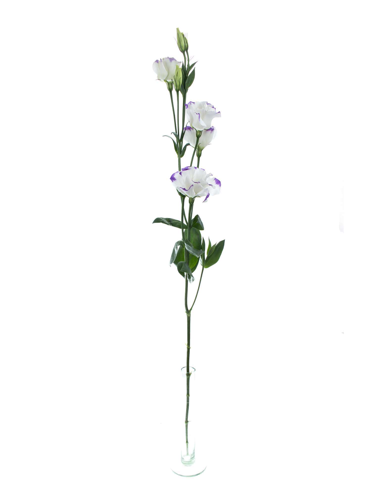 blumigo-lisianthus-arena-blue-picotee-schnittblume-lila-wei image 3