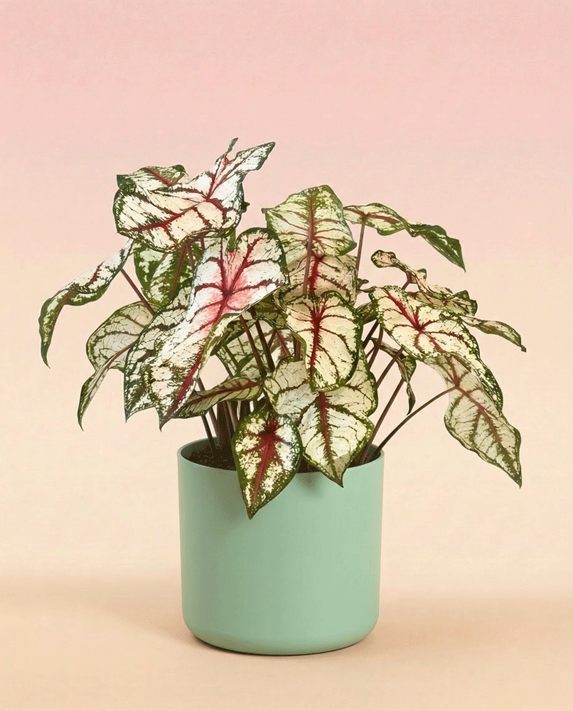feey-caladium-bottle-rocket-zimmerpflanze-buntblatt image 6