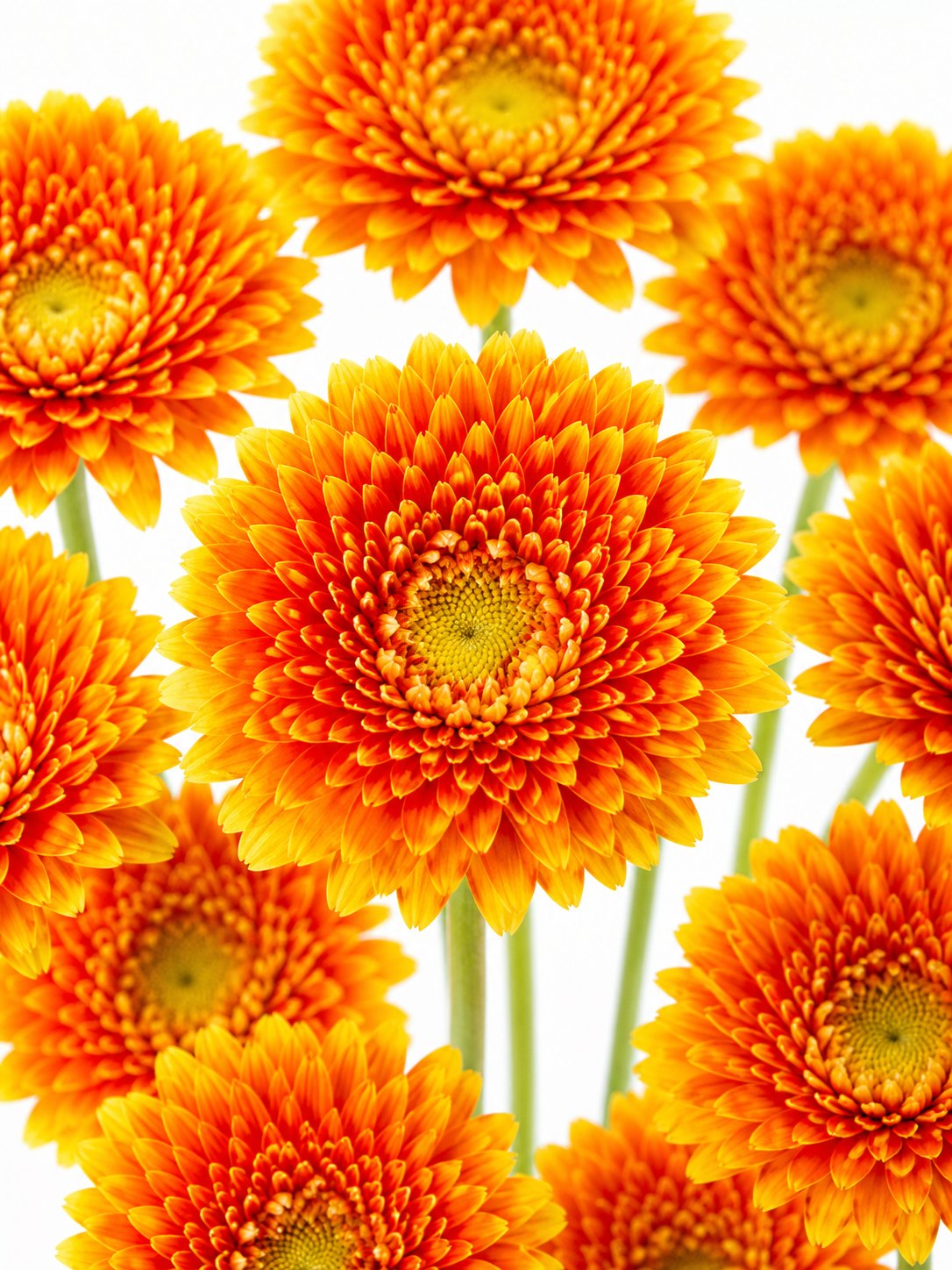 blumigo-gerbera-mini-canizares-schnittblume-orange-gelb image 1