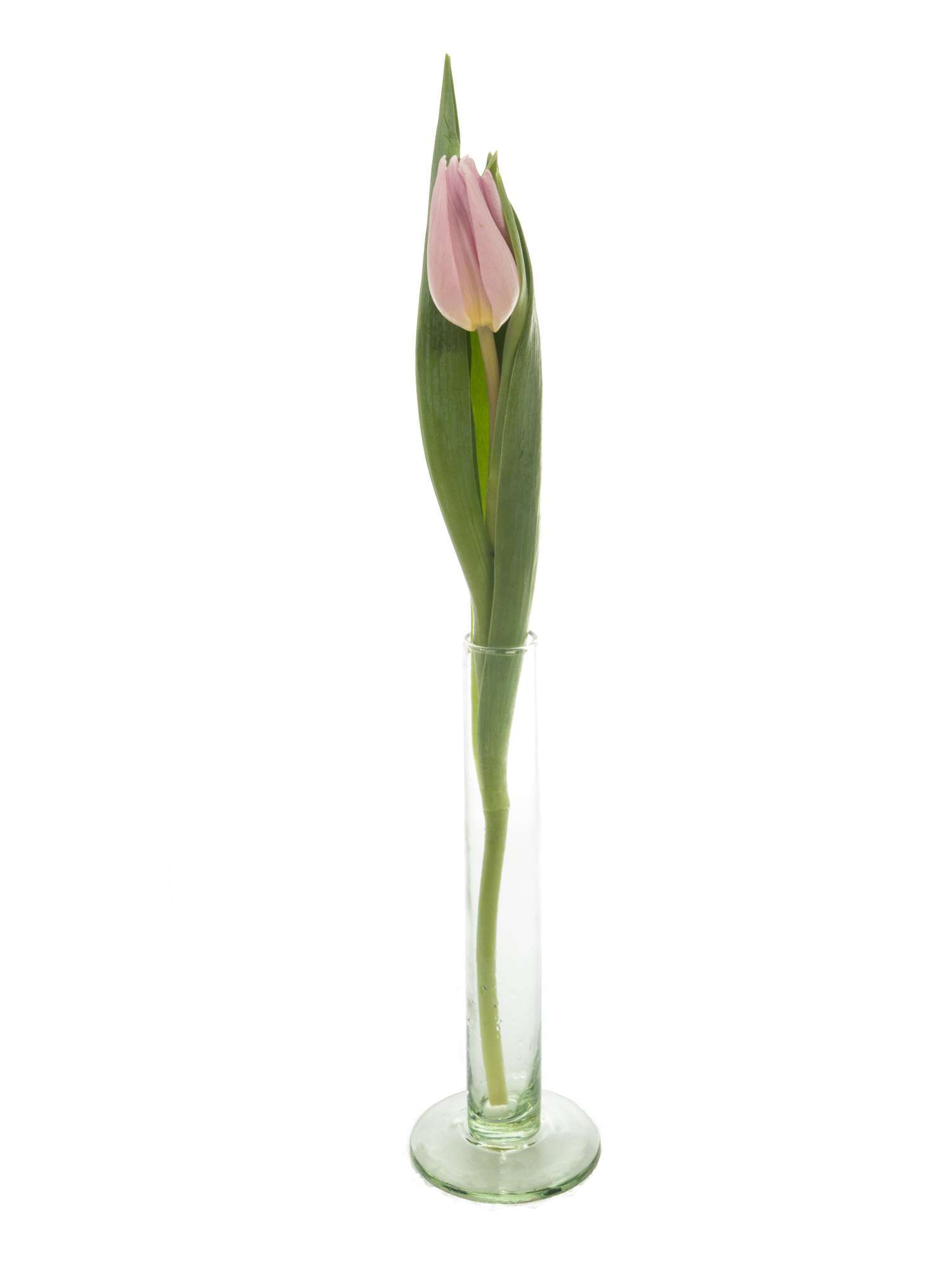 blumigo-tulpen-candy-prince-schnittulpe-violett-frisch image 3