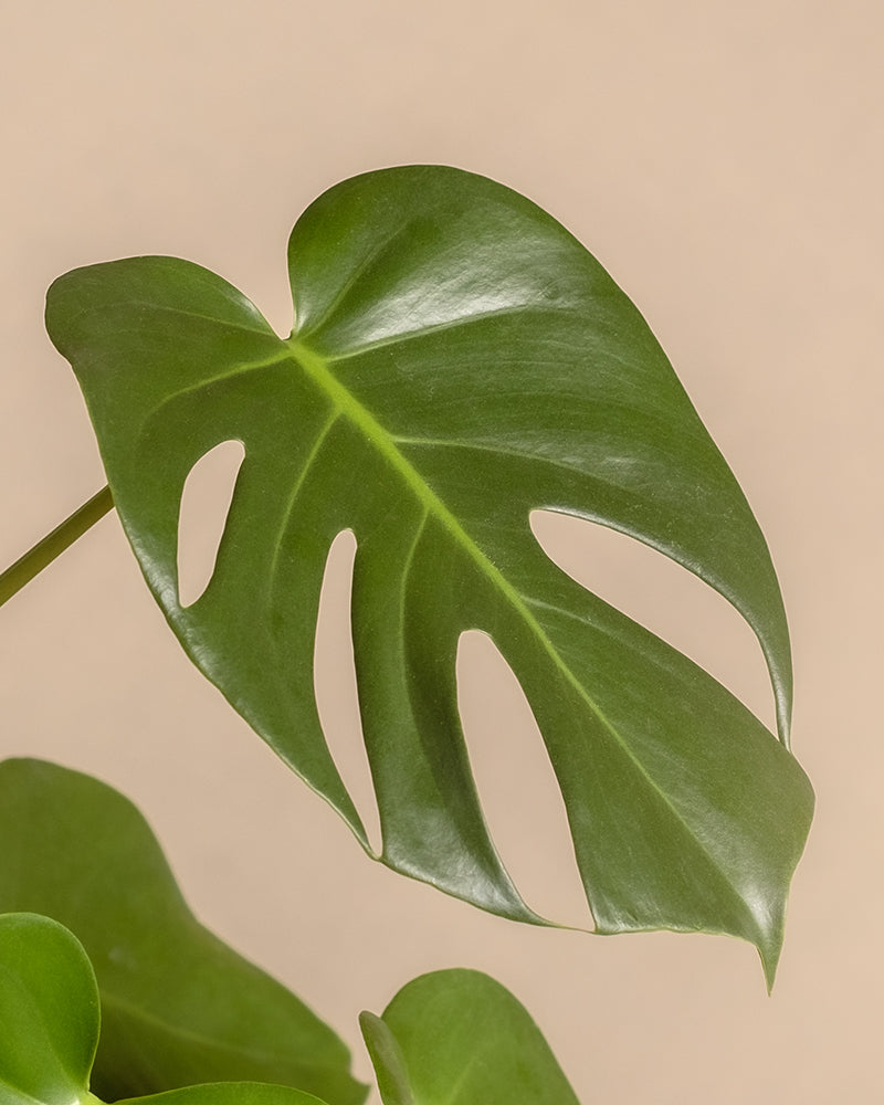 feey-variado-me-time-bundle-zimmerpflanzenset-monstera-efeutute image 2