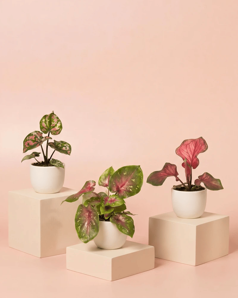 feey-variado-baby-caladium-buntblatt-3er-set-gemischt image 6