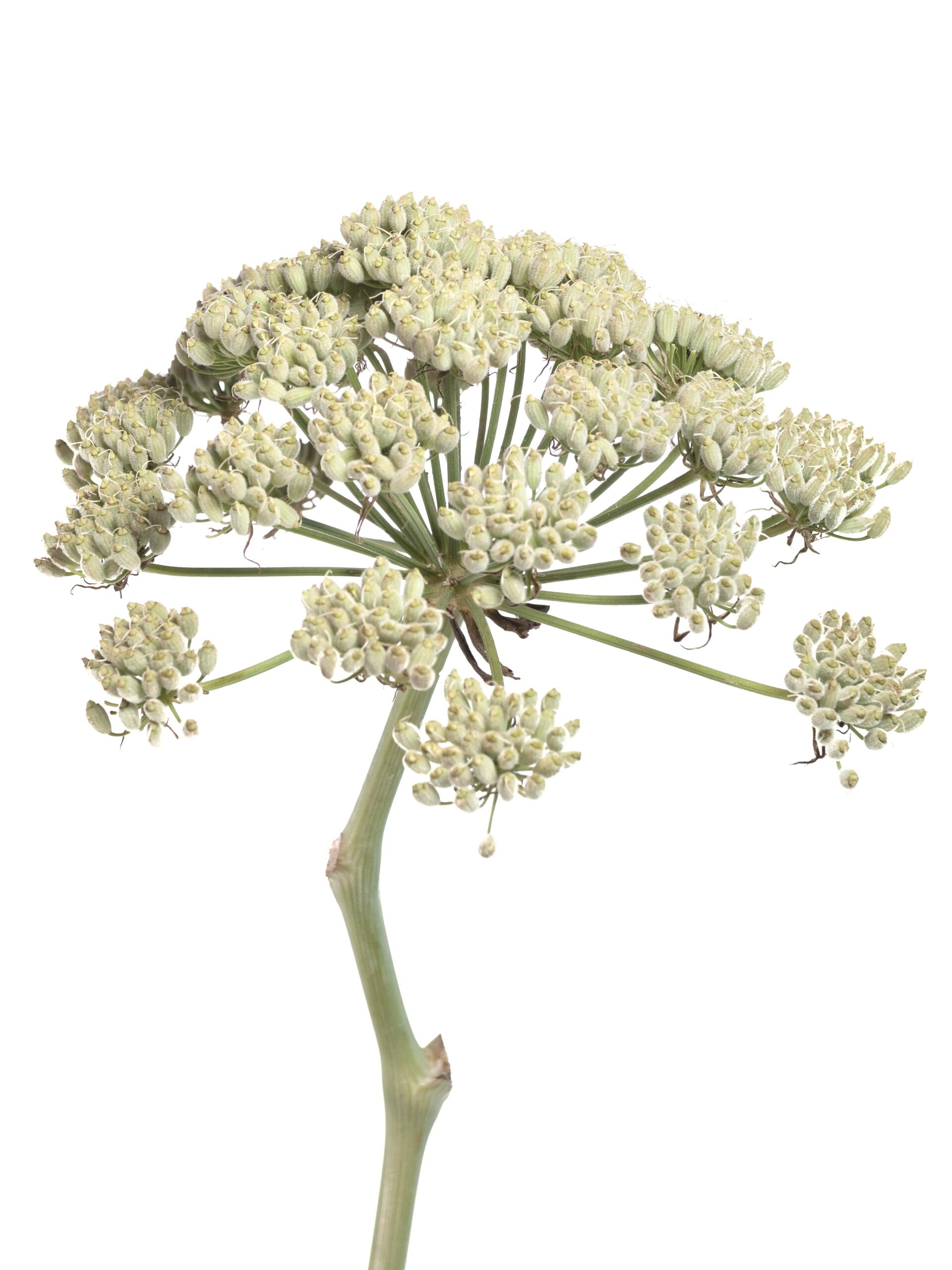 blumigo-blattwerk-und-bindegr-n-riesenfenchel-white-xl-wei-creme image 4