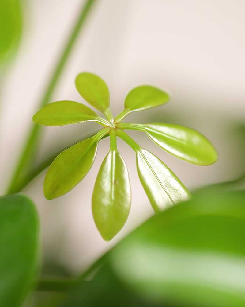 feey-variado-schefflera-zimmerpflanze-ohne-bertopf-pflegeleicht image 2