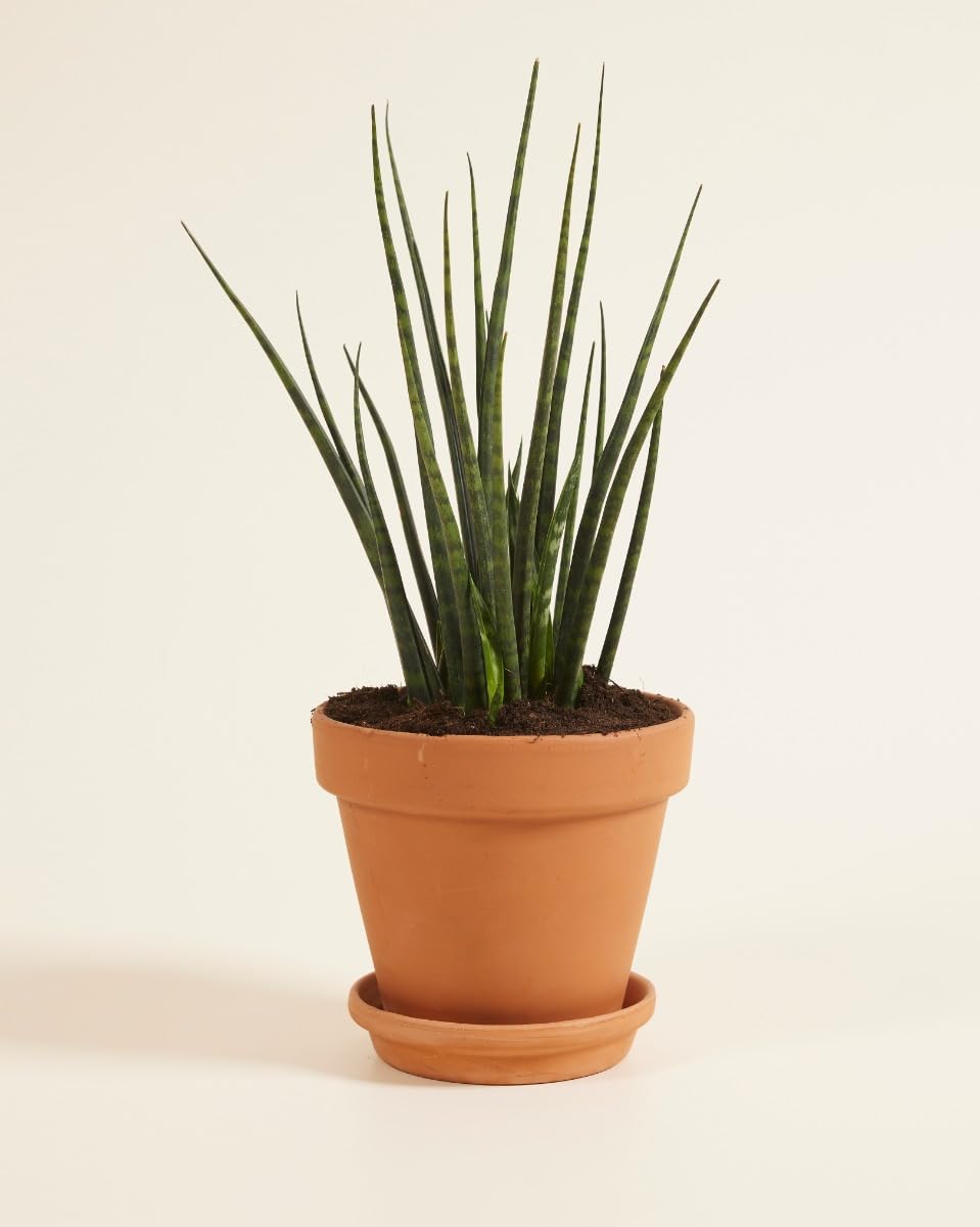 plnts-rareplnts-sansevieria-fernwood-mikado-zimmerpflanze-30-cm-pflegeleicht image 2