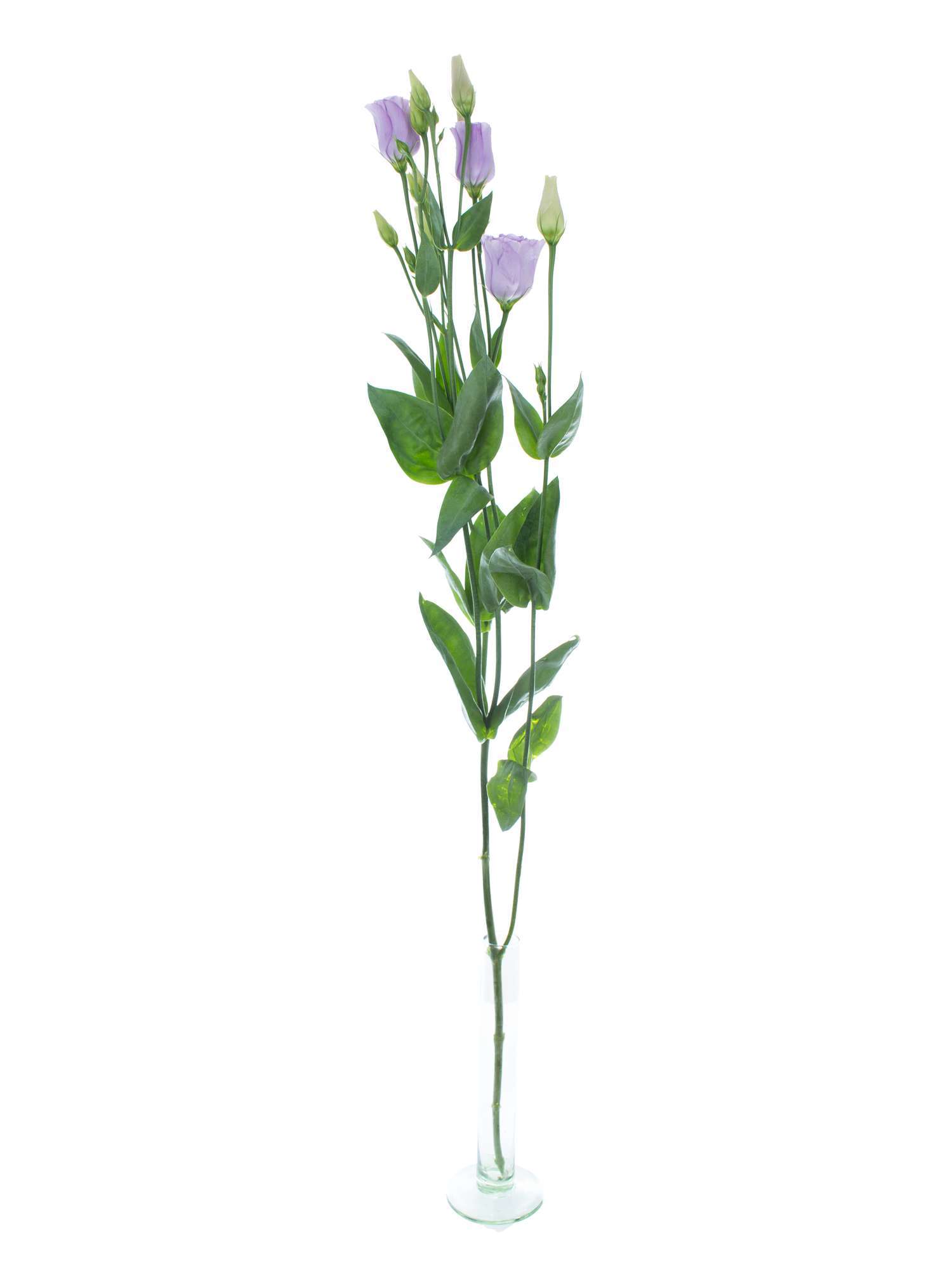 blumigo-rosita-lavender-lisianthus-lila-frische-schnittblume image 3