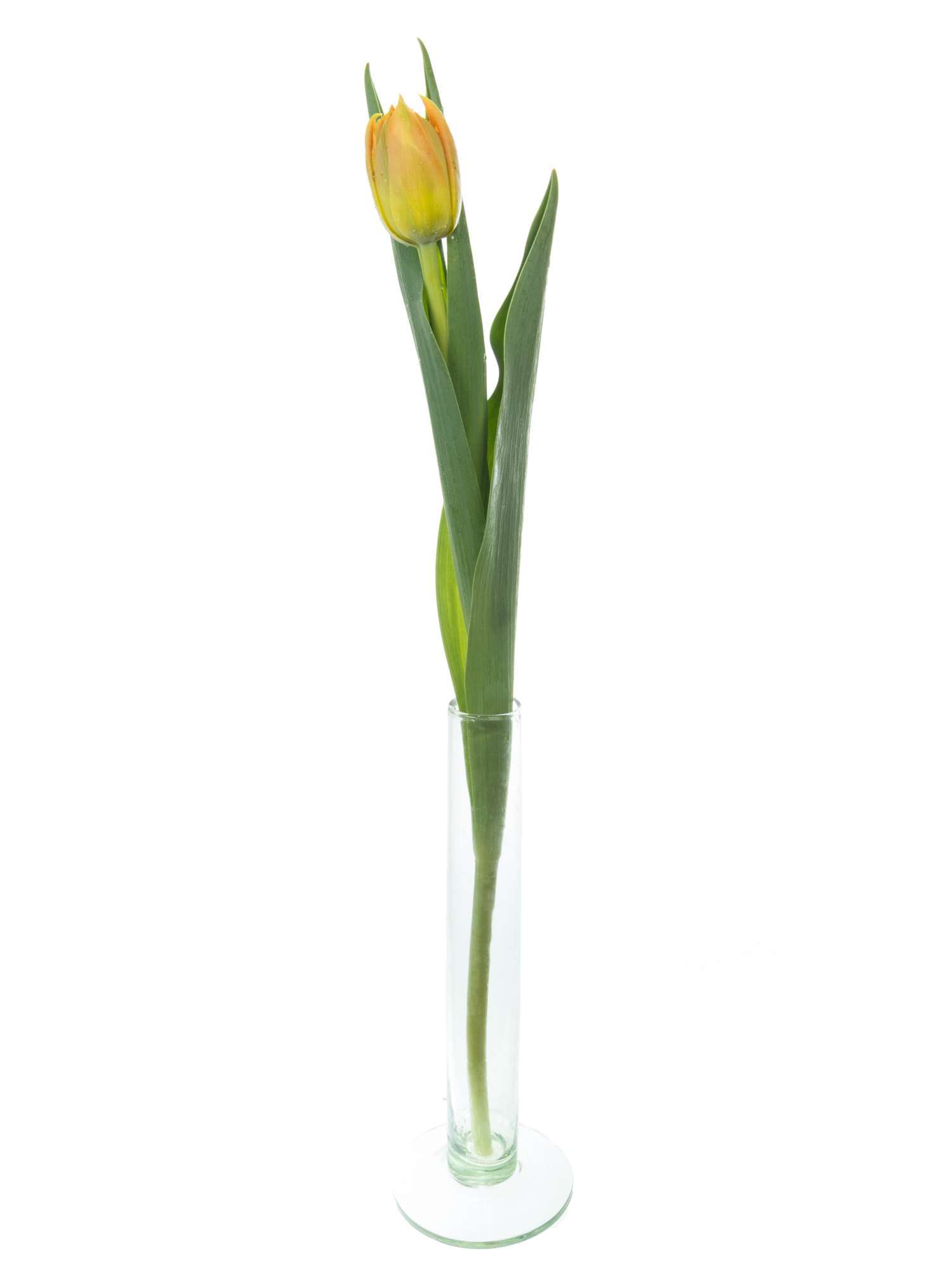 blumigo-monte-orange-tulpen-orange-gef-llt-8-tage-frisch image 4