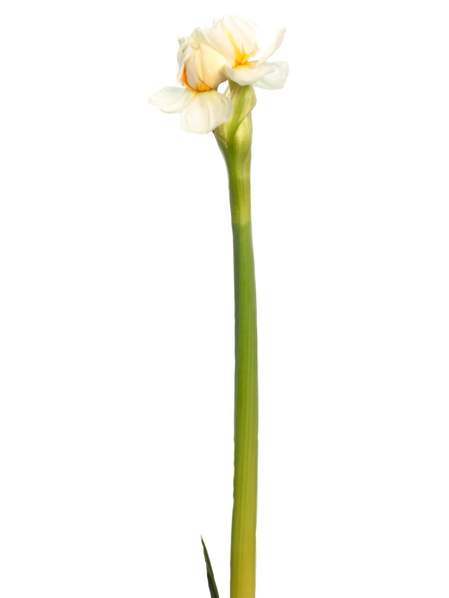 blumigo-fr-hlingsknollen-narzissen-bridal-crown-wei-gelb image 3