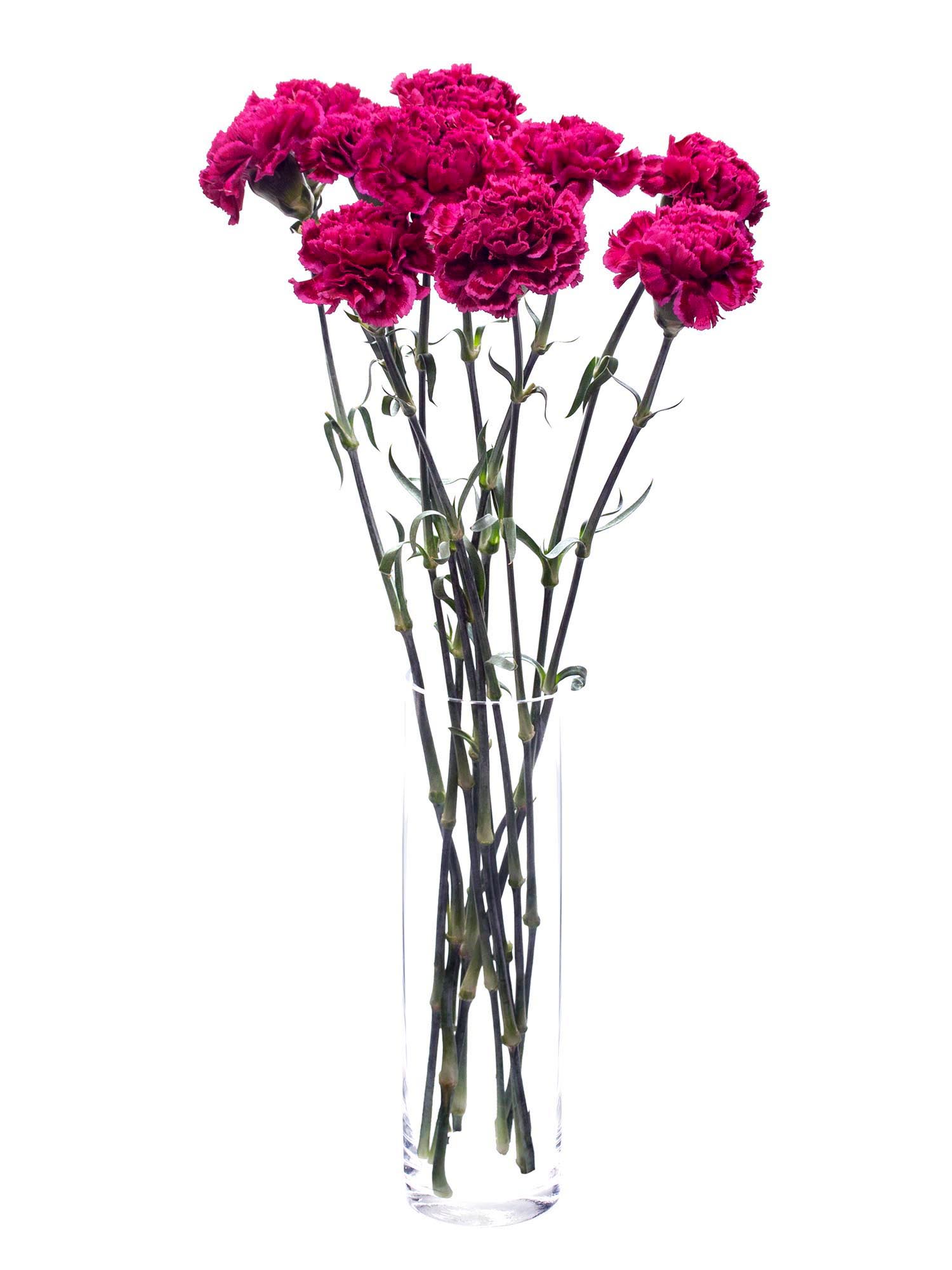blumigo-nelken-nobbio-party-dunkelrot-pink-edelnelke image 2