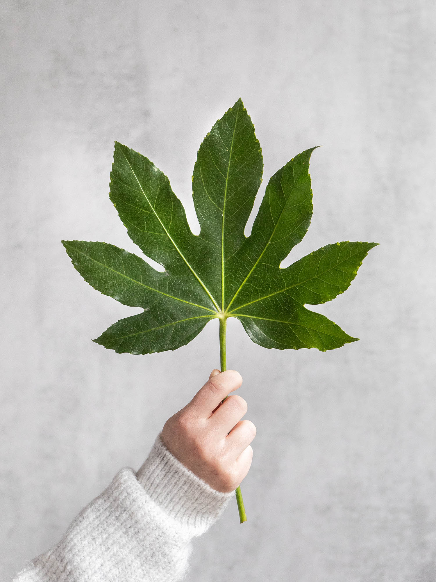 blumigo-blattwerk-aralien-bl-tter-fatsia-japonica-bindegr-n image 1