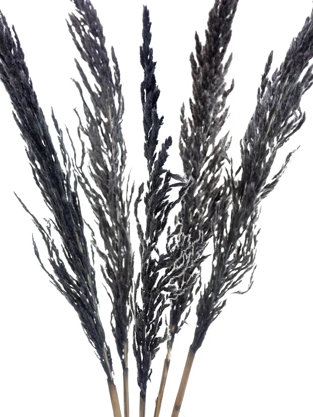 blumigo-pampasgras-erianthus-schwarz-trockendeko image 1