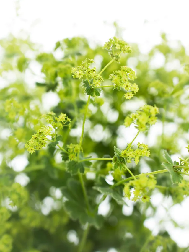 blumigo-frauenmantel-alchemilla-gr-nes-schnittgr-n image 1