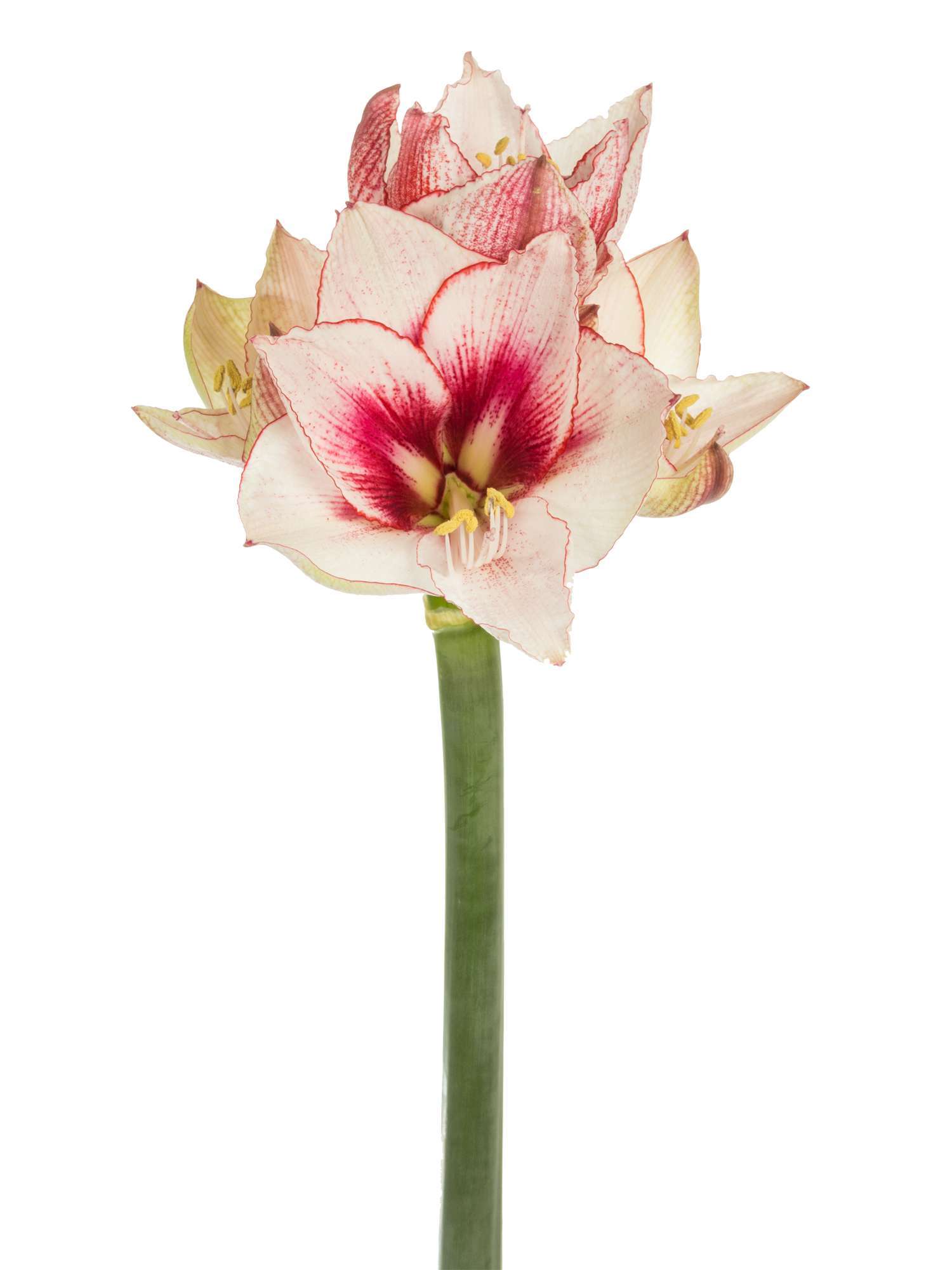blumigo-amaryllis-showmaster-schnittblume-pink-wei-1-stiel image 2