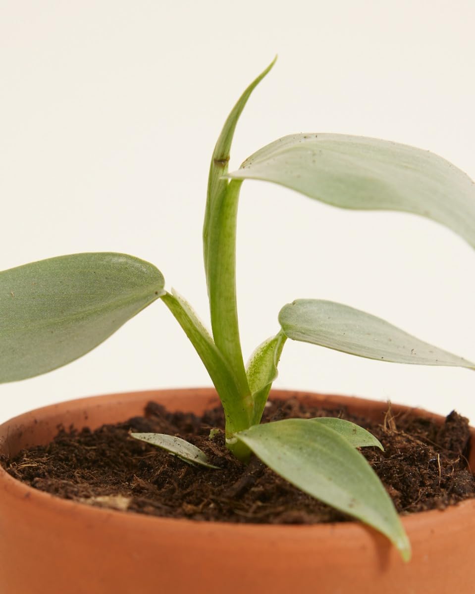 plnts-babyplnts-philodendron-silver-sword-zimmerpflanze-15cm image 4