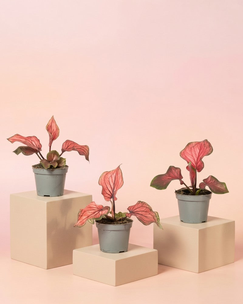 feey-variado-baby-caladium-lucia-3er-set-ohne-bertopf-pink image 3