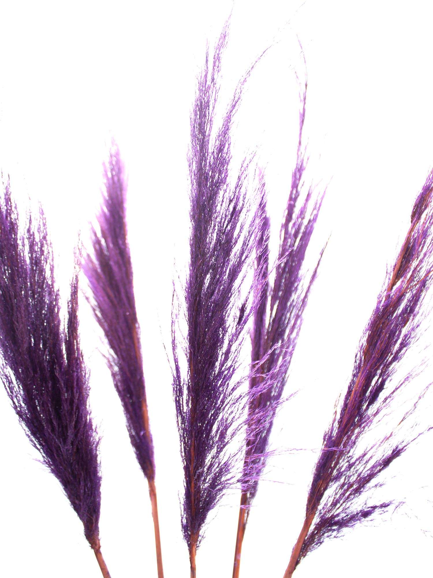 blumigo-trockenblumen-pampasgras-getrocknet-violett-bund image 1