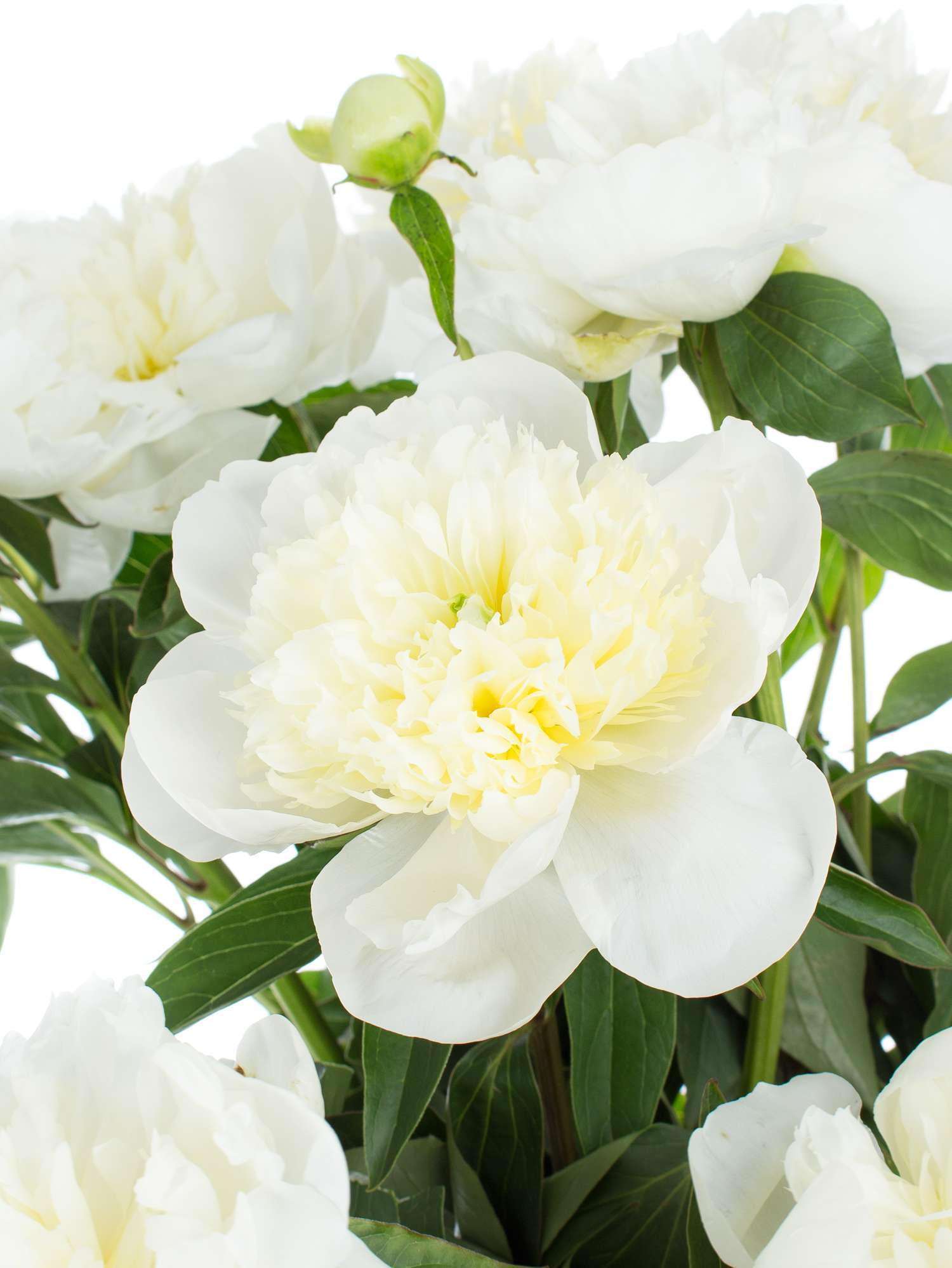 blumigo-pfingstrosen-duchesse-de-nemours-schnittblume-wei image 5
