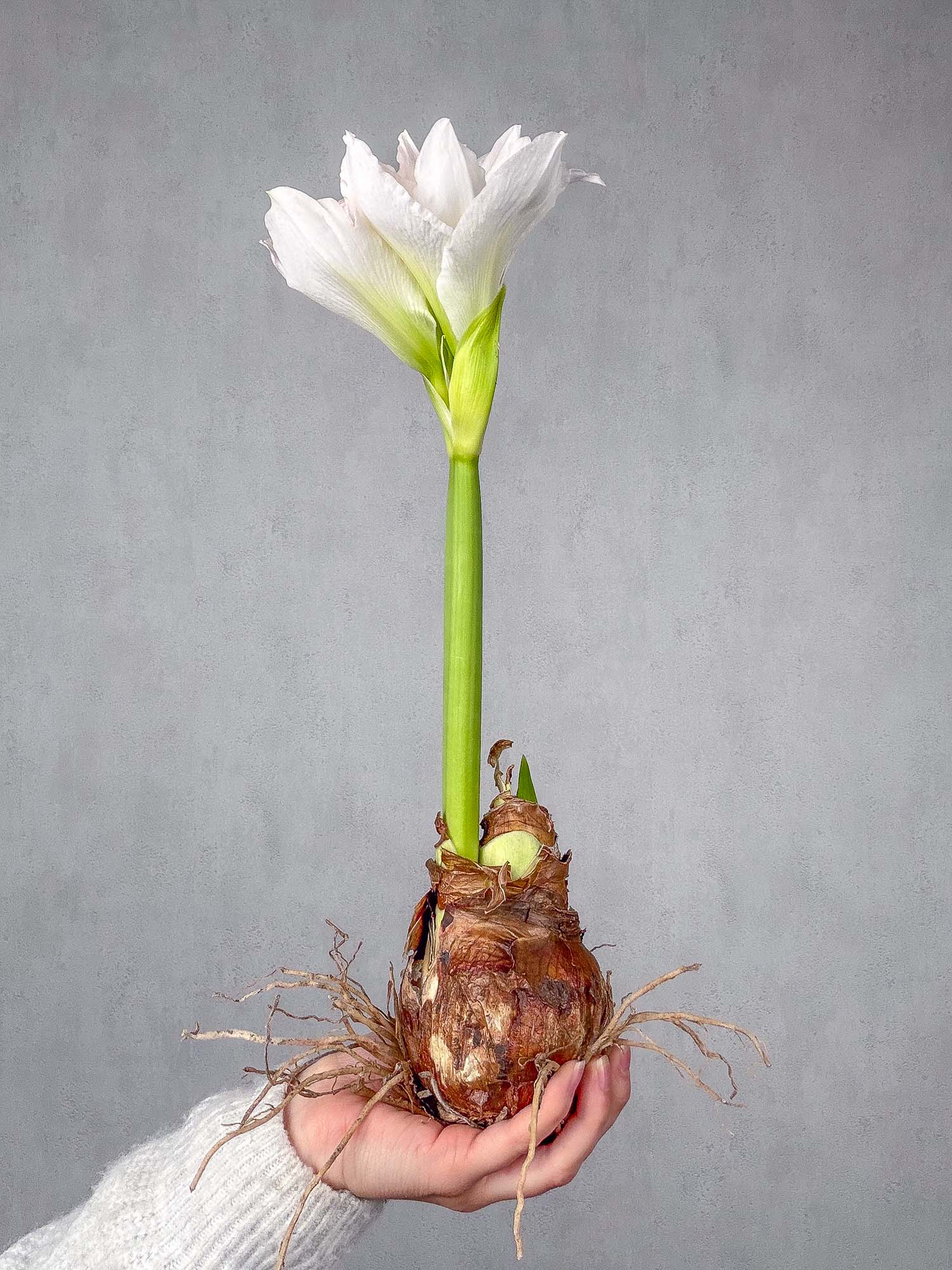blumigo-amaryllis-knolle-natur-blumenzwiebel-zum-stecken image 3