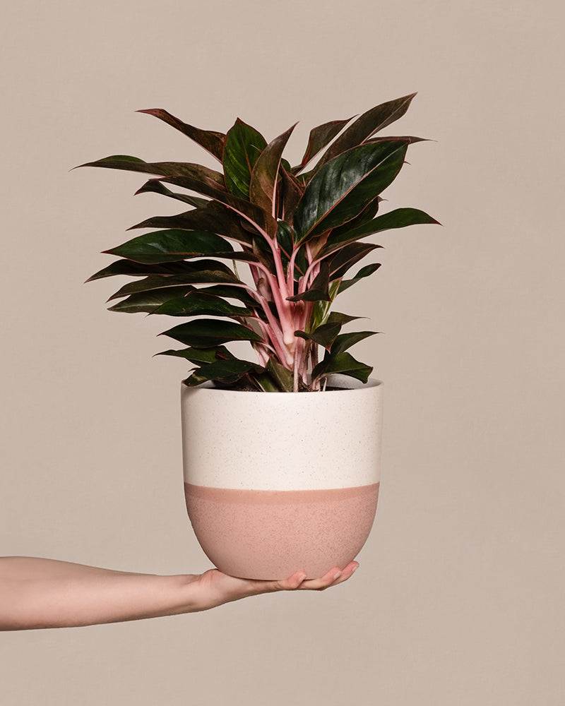 feey-variado-aglaonema-jungle-red-zimmerpflanze-gro-rot image 1