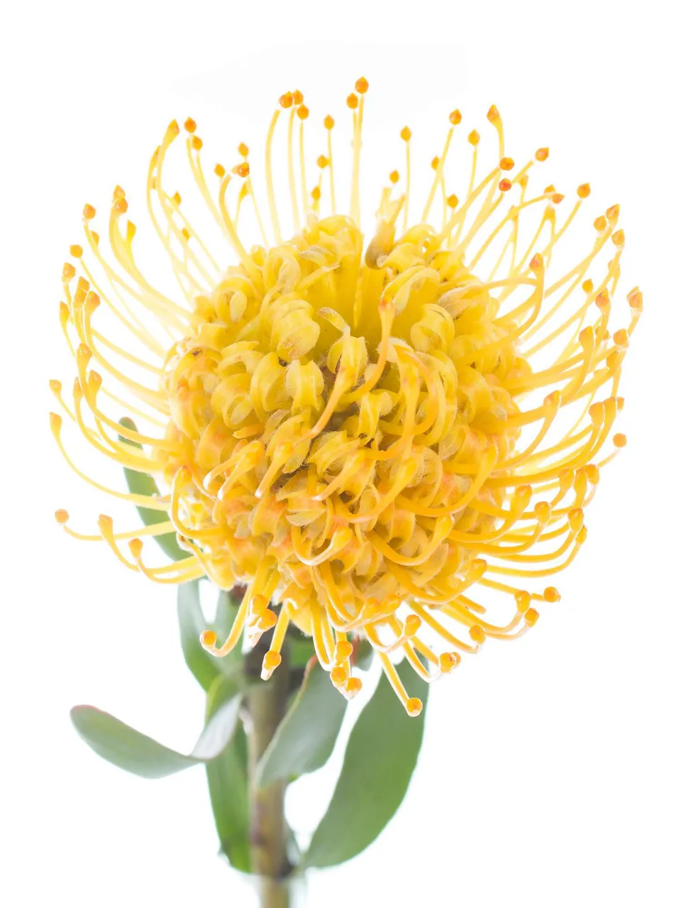 blumigo-proteen-nadelkissen-protea-jelena-gelb-blume image 1