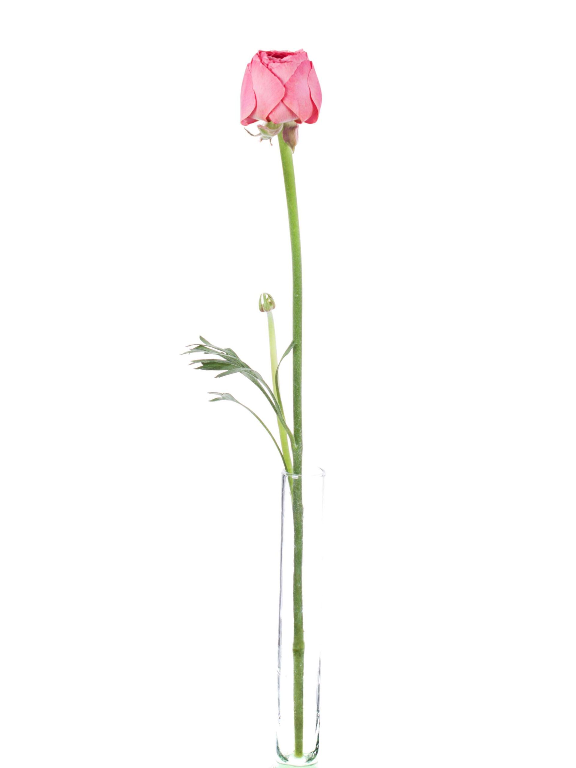 blumigo-ranunkeln-xl-cloni-fragolino-schnittblumen-pink image 3