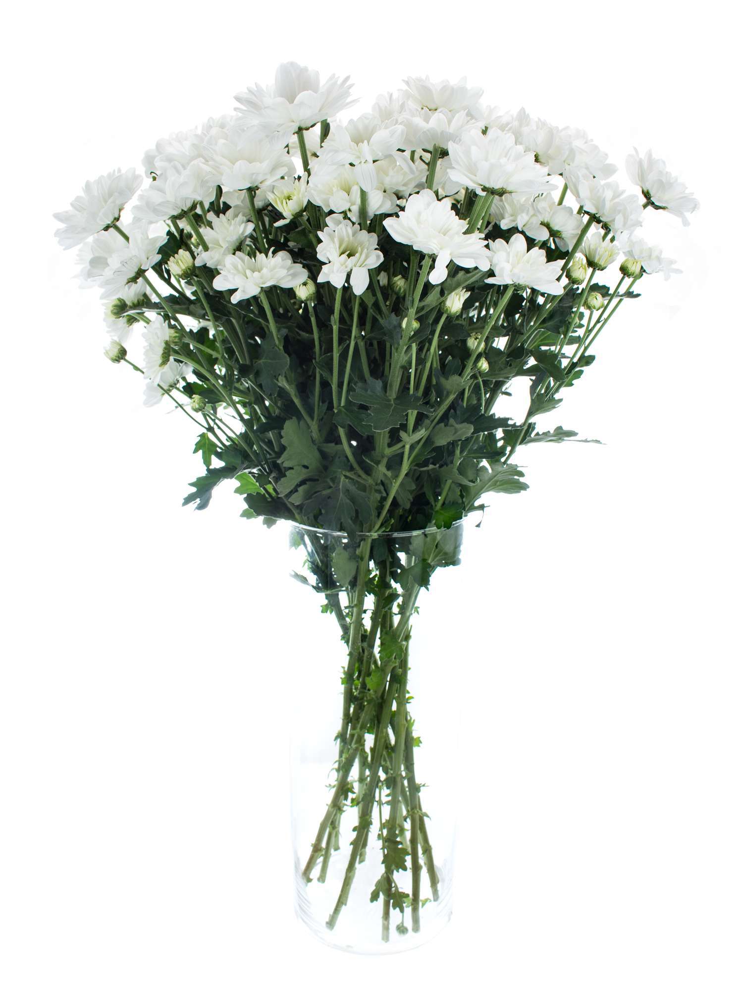 blumigo-bacardi-chrysantheme-wei-verzweigt-einzelstiel image 2
