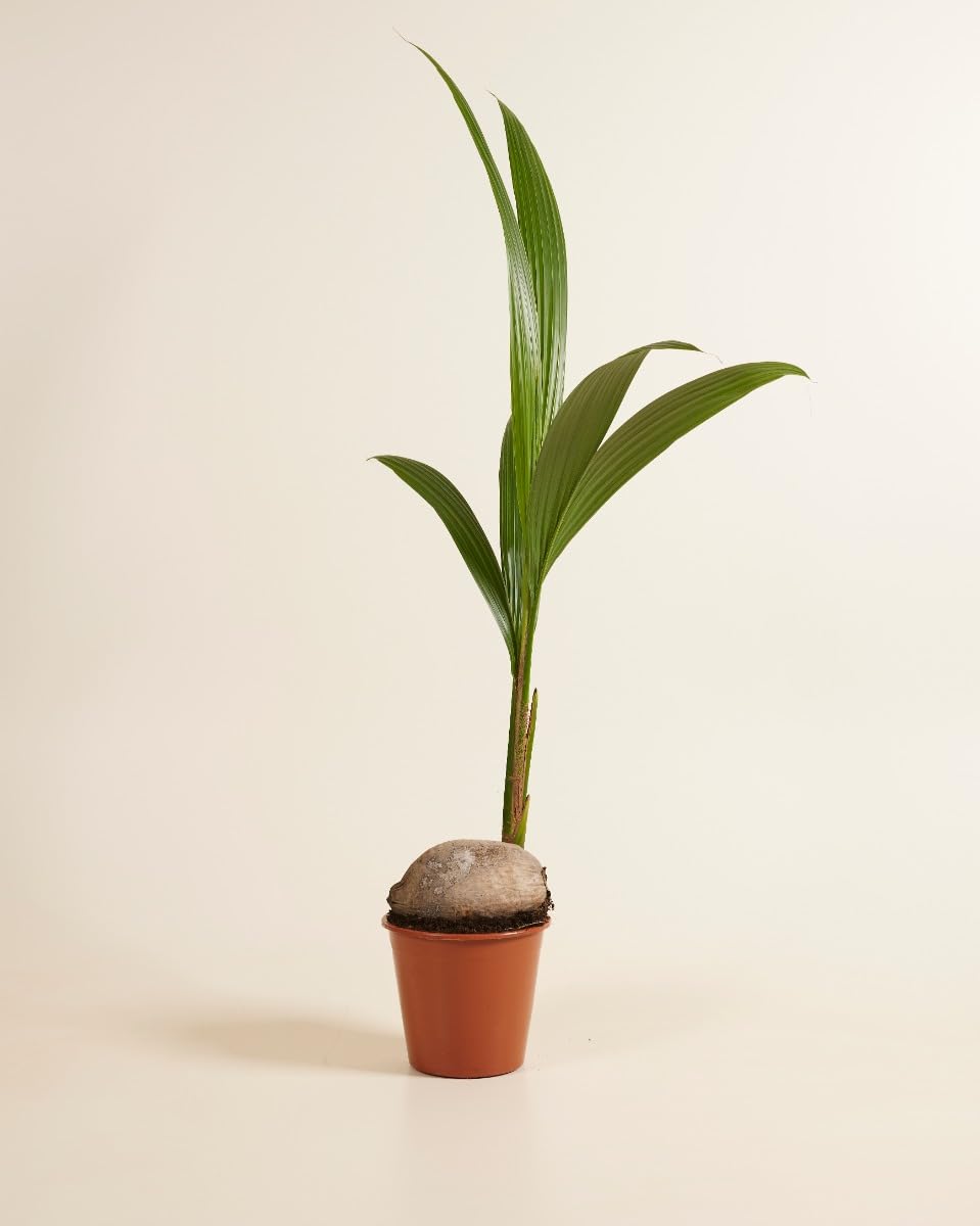 plnts-rareplnts-cocos-nucifera-kokospalme-21cm-85cm image 2