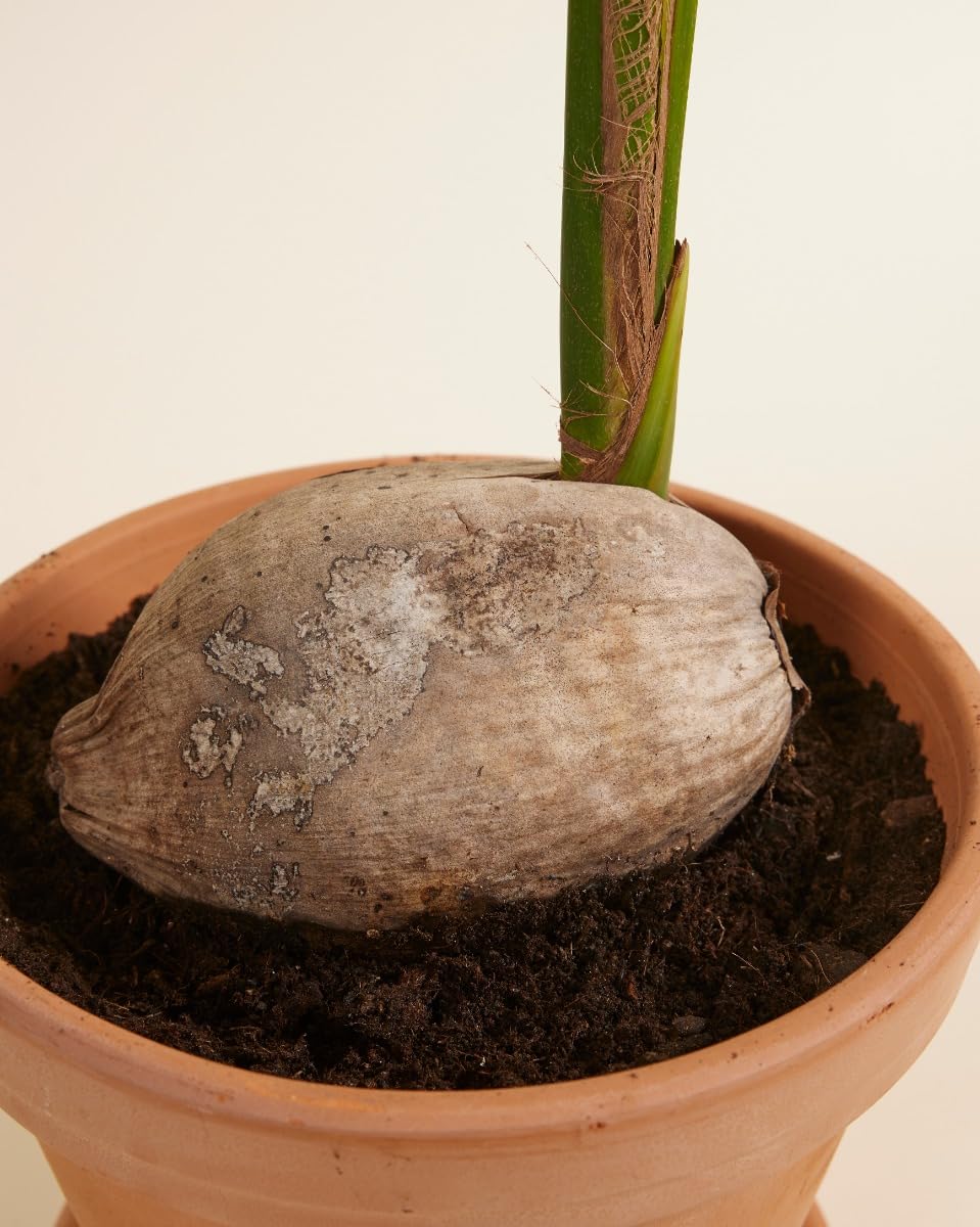 plnts-rareplnts-cocos-nucifera-kokospalme-21cm-85cm image 4
