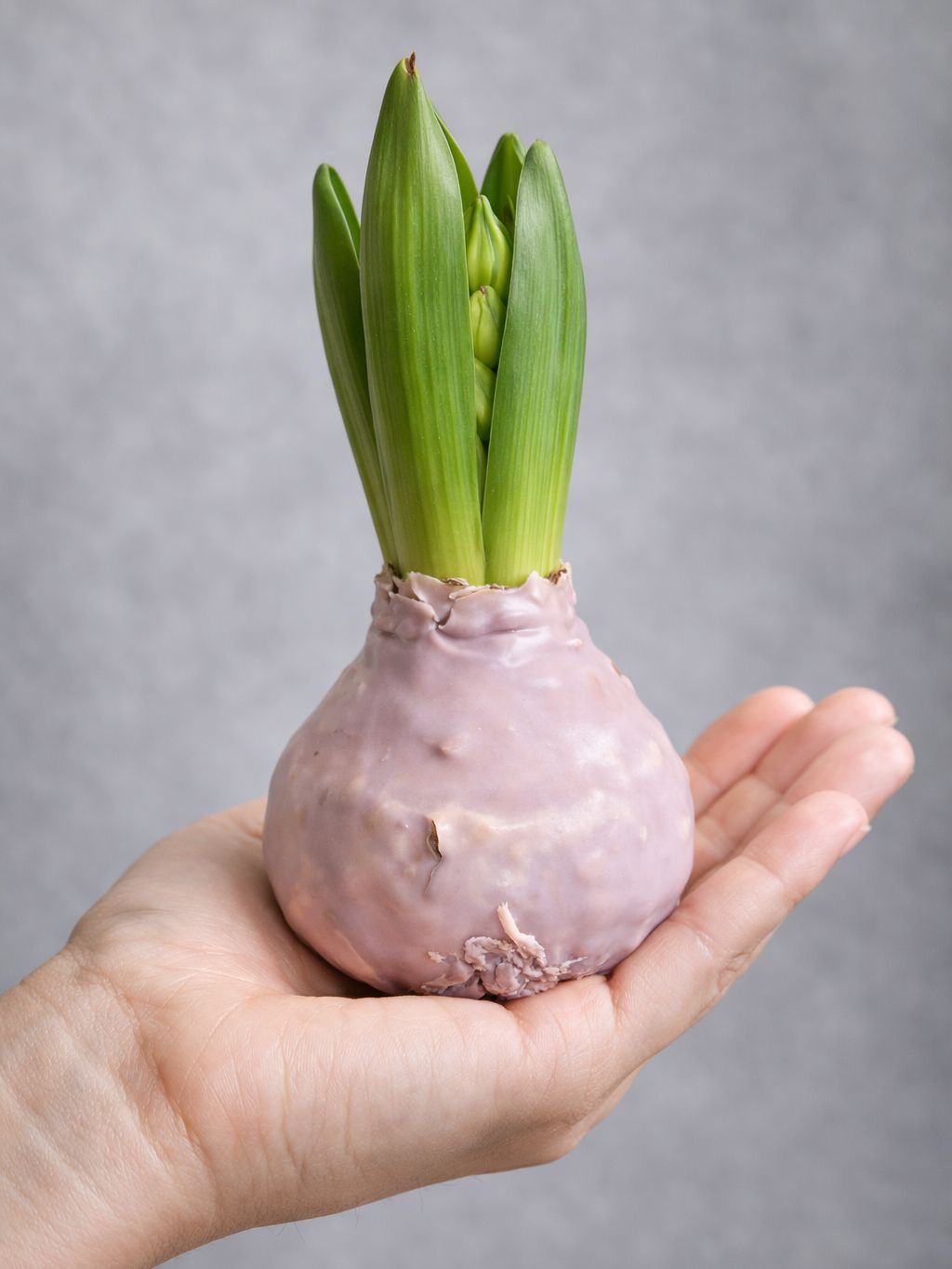 blumigo-gewachste-hyazinthenknolle-taupe-fr-hlingsknolle image 1
