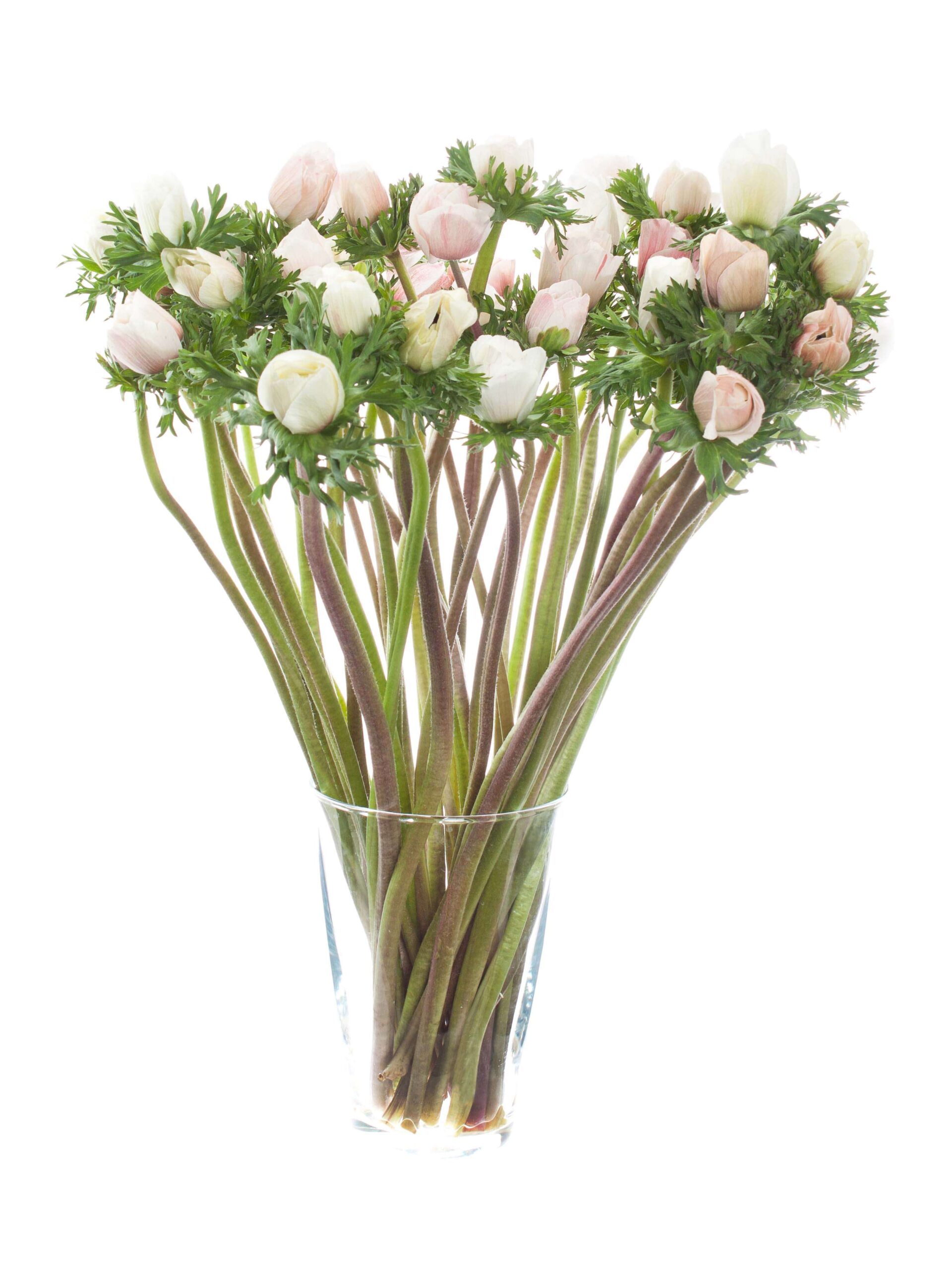 blumigo-anemonen-mistral-xl-wei-creme-schnittblume image 2