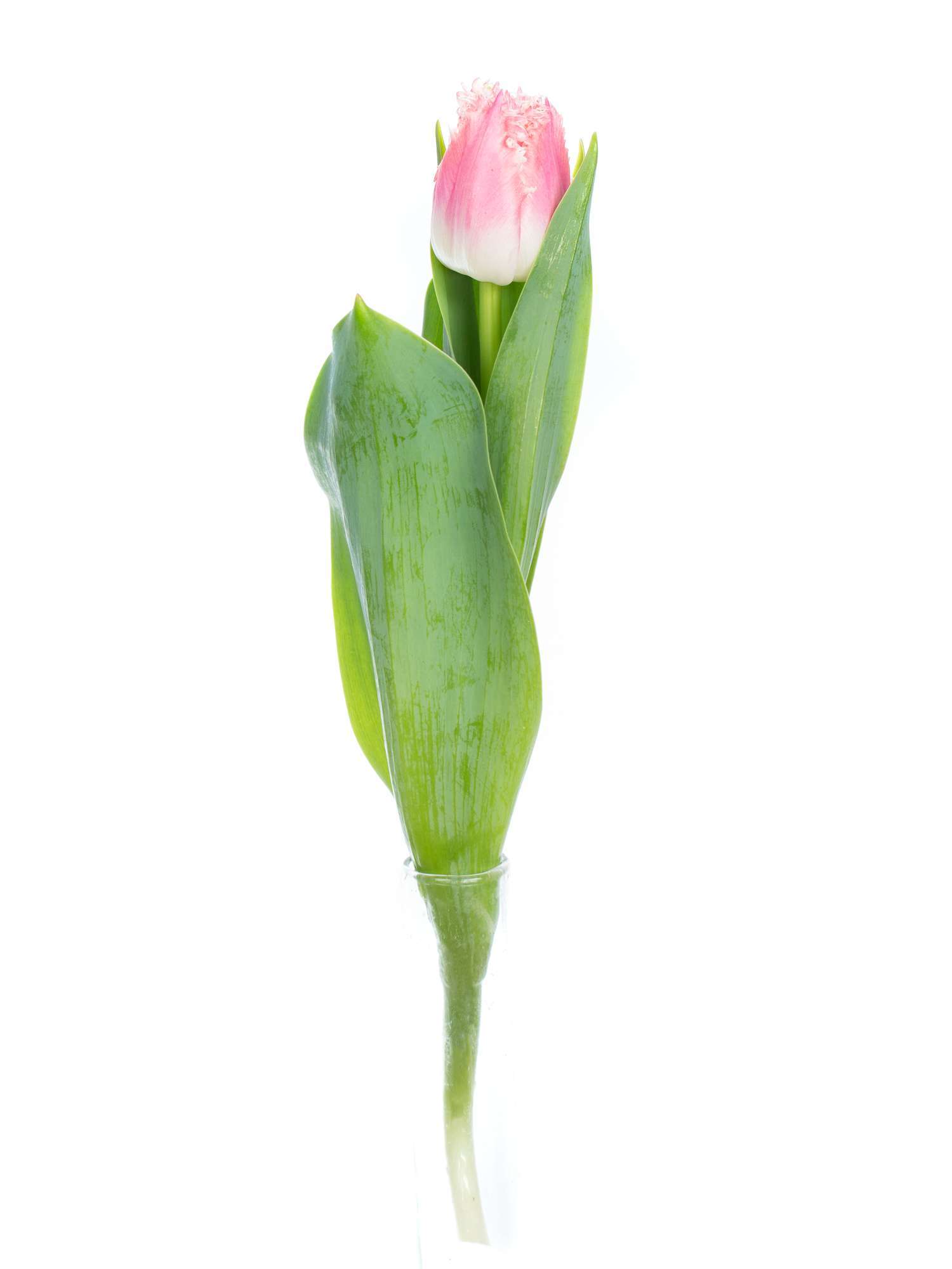 blumigo-tulpen-queensland-gefranste-schnittblumen-rosa-wei image 3