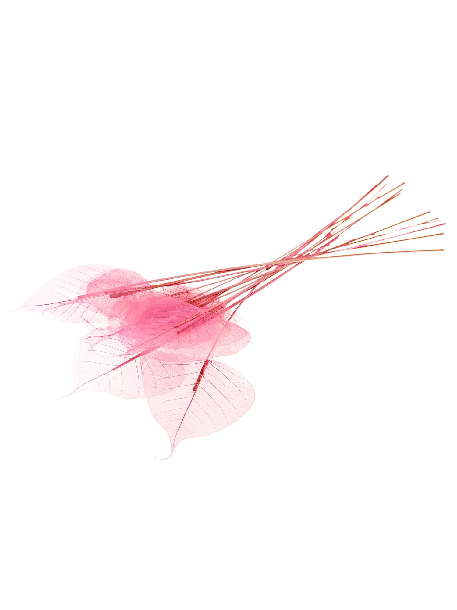 blumigo-trockenblumen-skelettbl-tter-pink-gef-rbt image 2