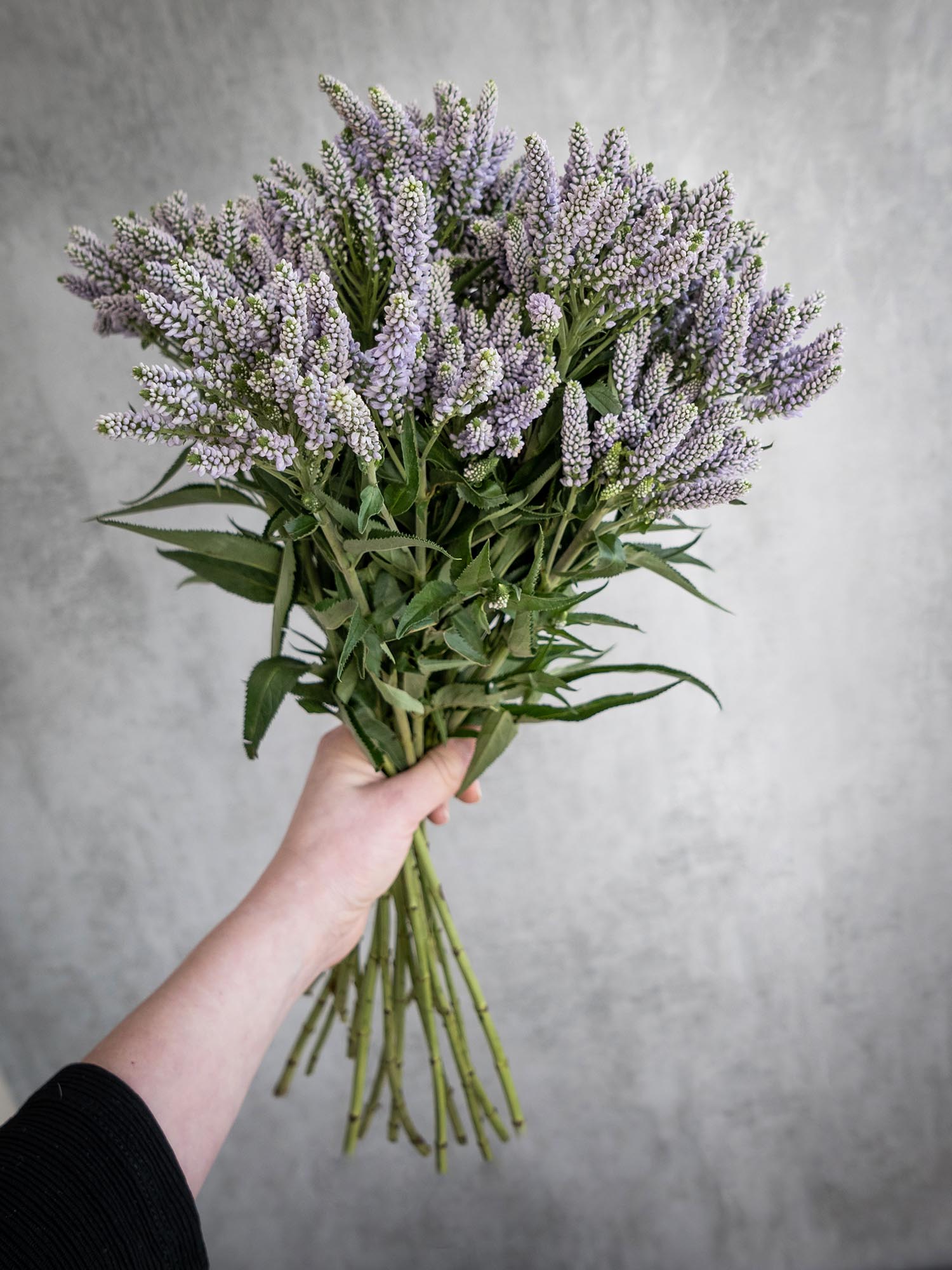 blumigo-blattwerk-veronica-smart-splash-schnittblume-violett image 6