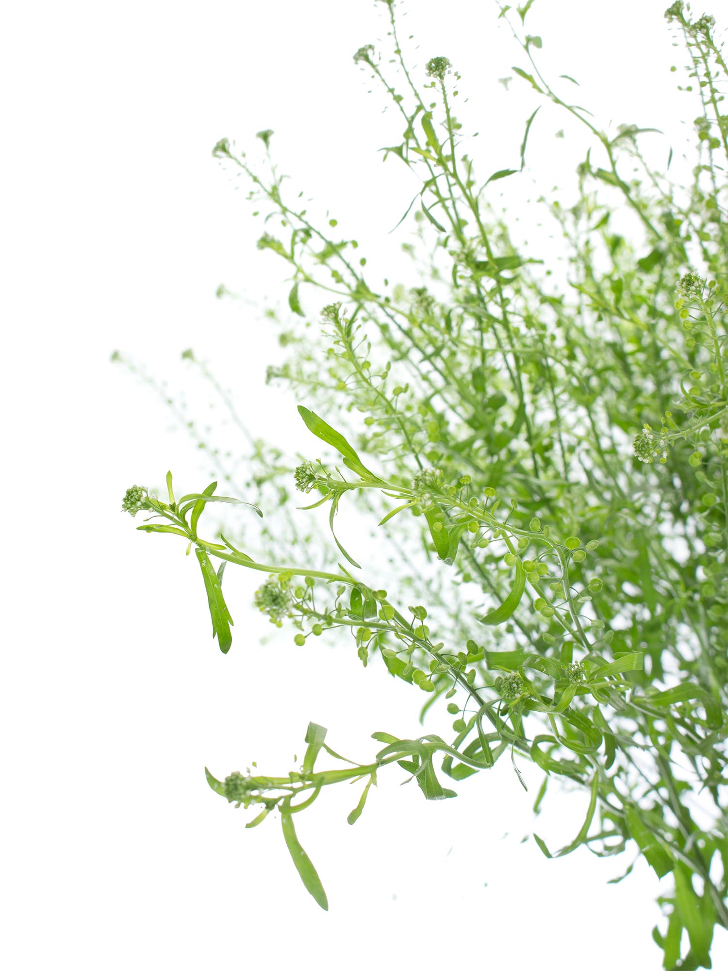 blumigo-blattwerk-hirtent-schelkraut-green-bell-gr-n-bindegr-n image 1